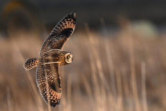 Short-eared Owl - EW18