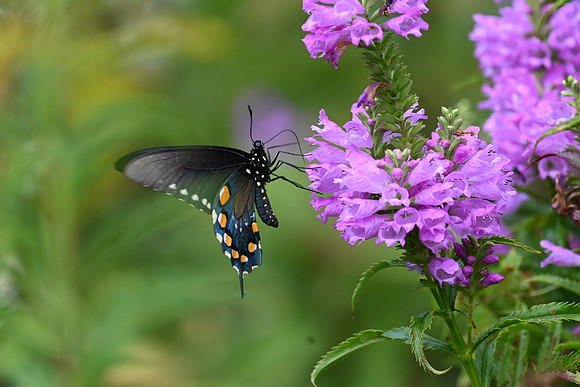Spicebush on Penstemon