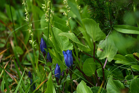 Bog Gentian