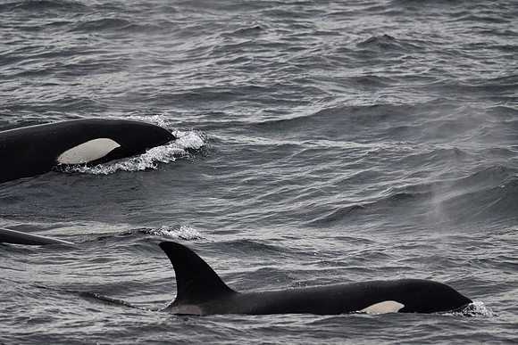 Orcas 33