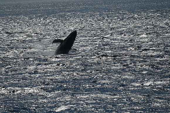 Humpback Whale