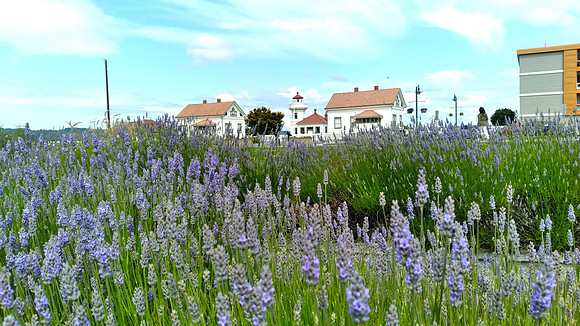 110313 Mukilteo LH - lavendar