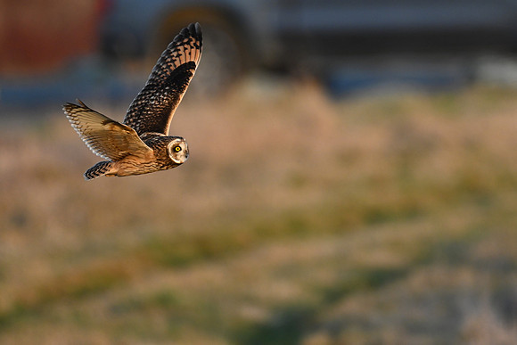 Short-eared Owl - EW10