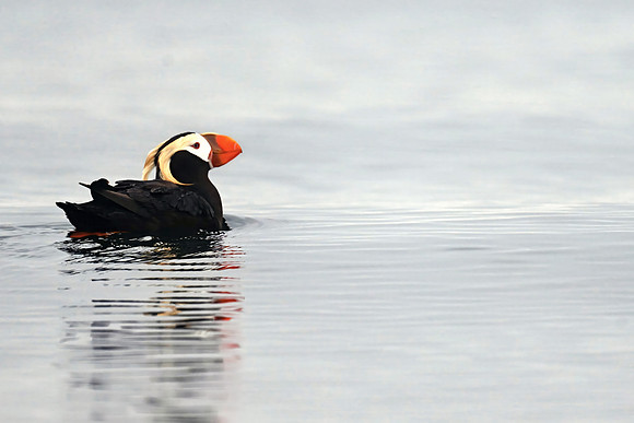 Tufted Puffin 23