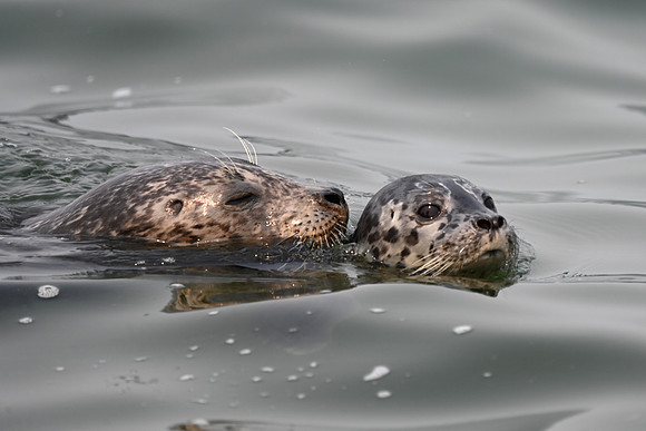 Harbor Seal with Pup EW 3