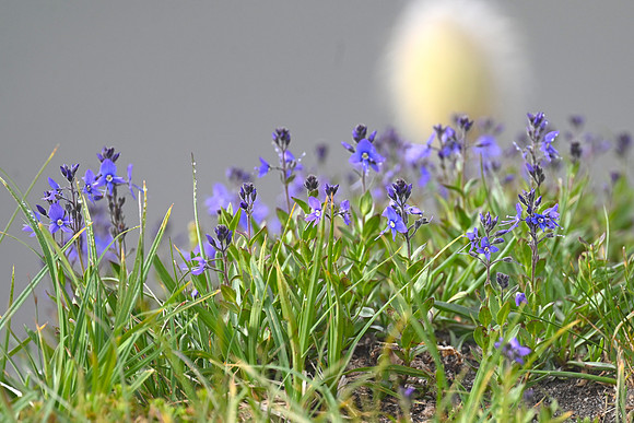 Cusick's speedwell