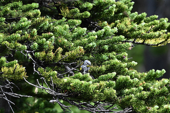 Baby Yellow-Rumped Warbler