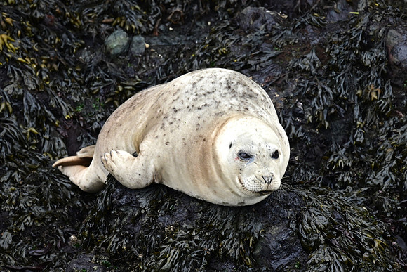 Harbor seal