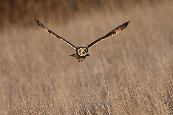 Short-eared Owl - EW20