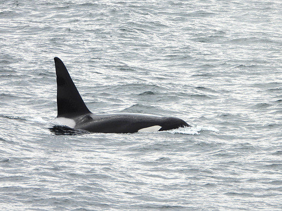 Orca