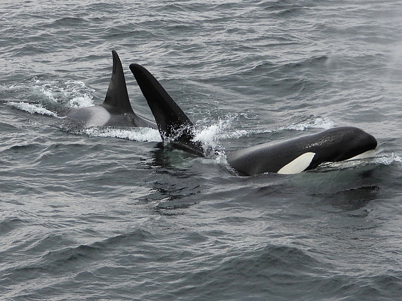 Orcas 3
