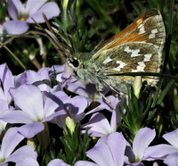 6-1-21 Western Branded Skipper af