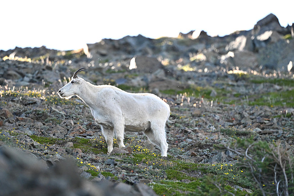 Mt Goat 14