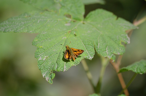 Juba Skipper