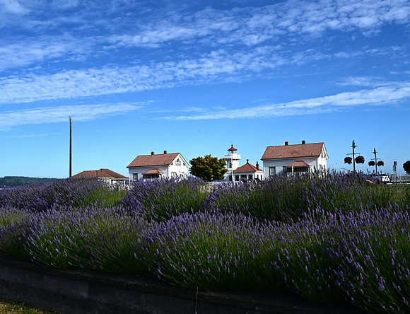 ML & Lavendar