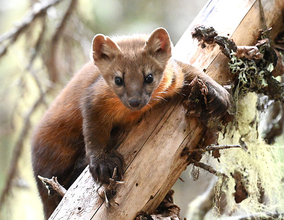 Pine Marten
