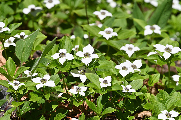 Bunchberry