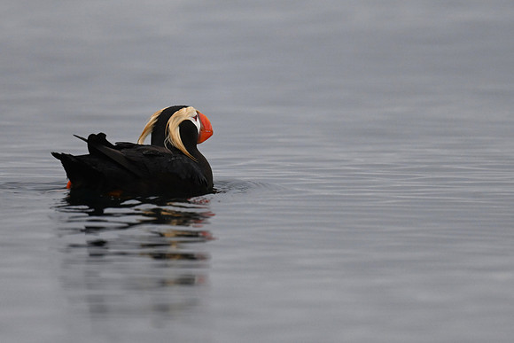 Tufted Puffin
