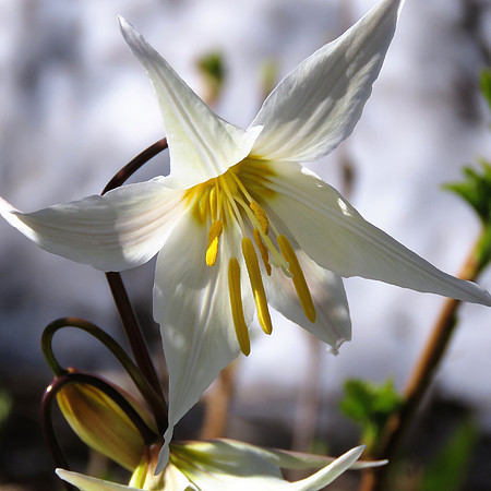 Starlight of the Subalpine Meadows SF3