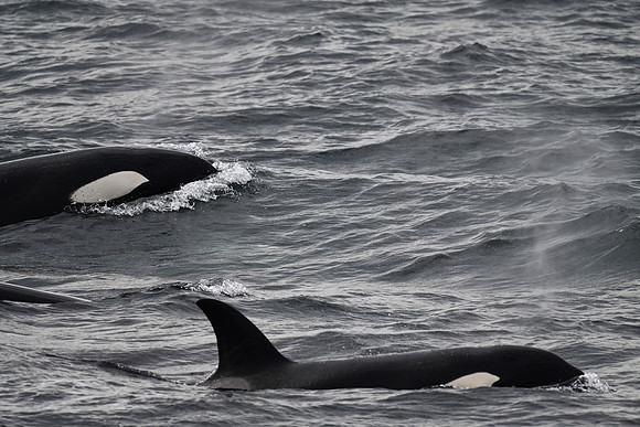orca 7
