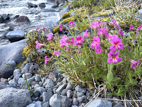 L. Monkeyflower