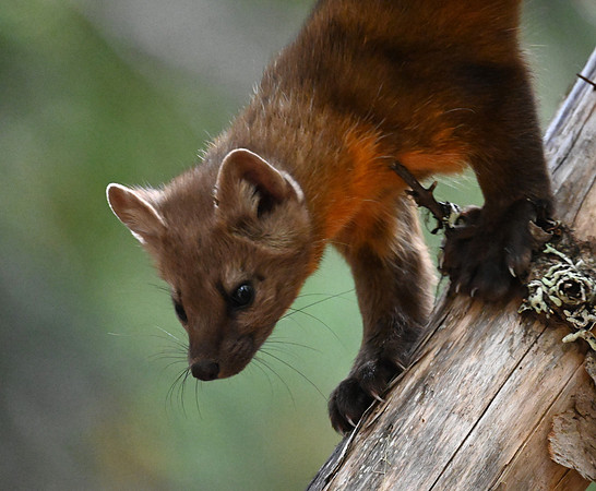 Pine Marten claws