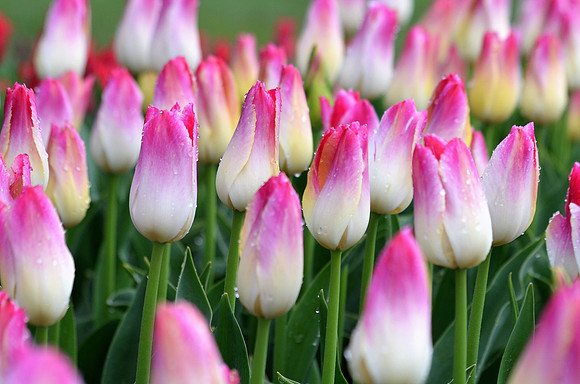 Tulip 2604
