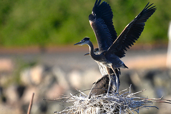 Juvenile Heron Winging