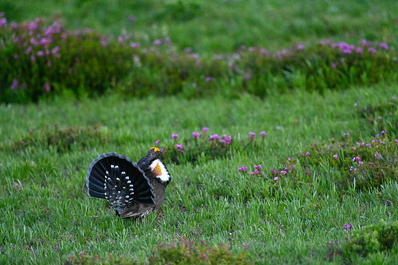 Struting in the Meadow