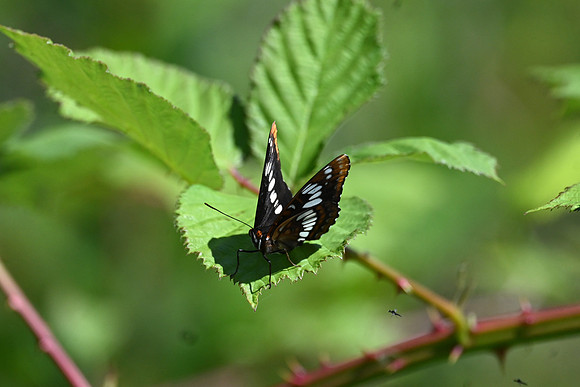 Lorquin's Admiral 2