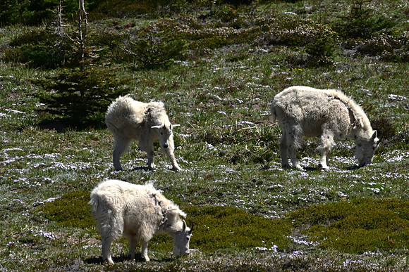 Sunrise Mt Goats