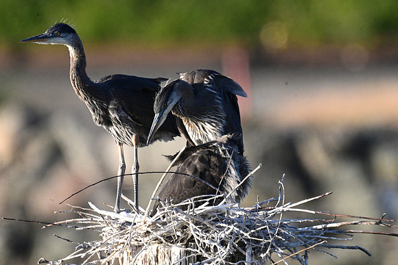 Juv GB Herons
