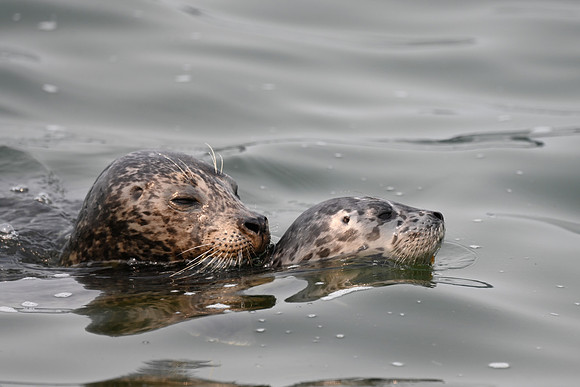 Harbor Seal with Pup EW 1