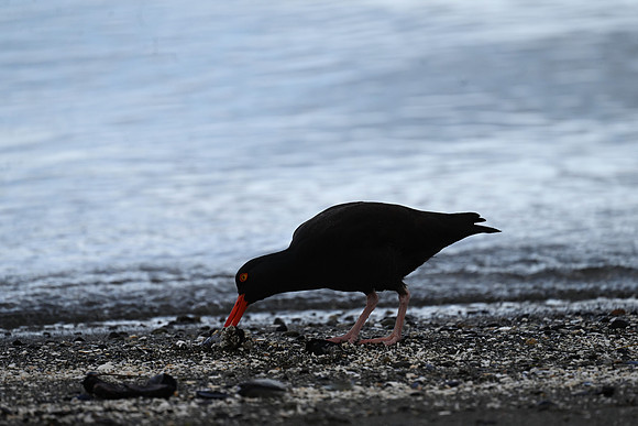 Oystercatcher Feeding