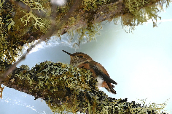 Baby Rufous Hummingbird 7