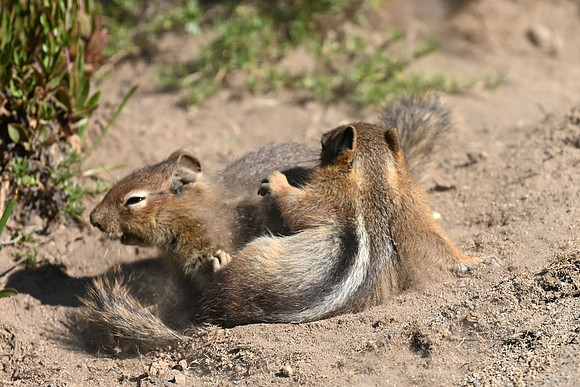 Sibling GMGS wrestling