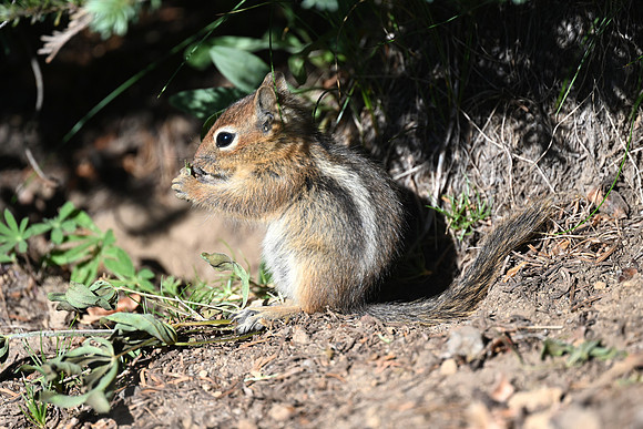 Baby Golden-mantled ground 5 Squirrel