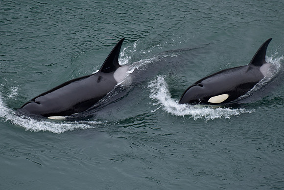 T Orcas 33