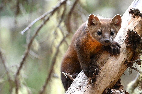 Pine Marten 5
