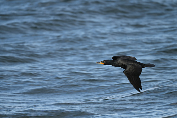 Cormorant Gliding
