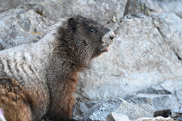 Marmot 88