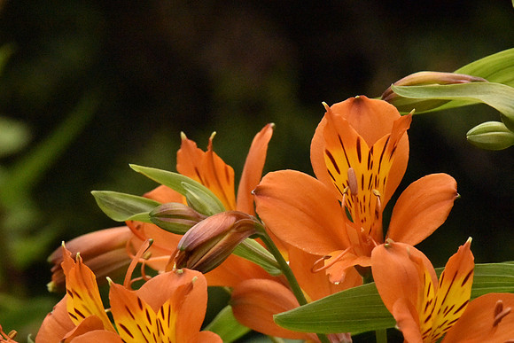 Orange day Lily