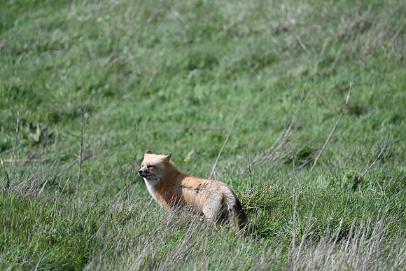 Red Fox 5