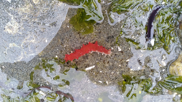 Giant Red Sea Cucumber