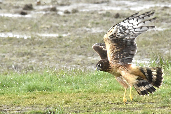 Female N. Harrier landing