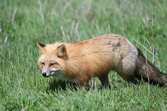 Red Fox