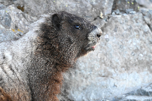 Marmot 3