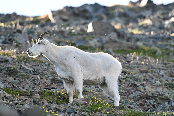 Mt Goat 8