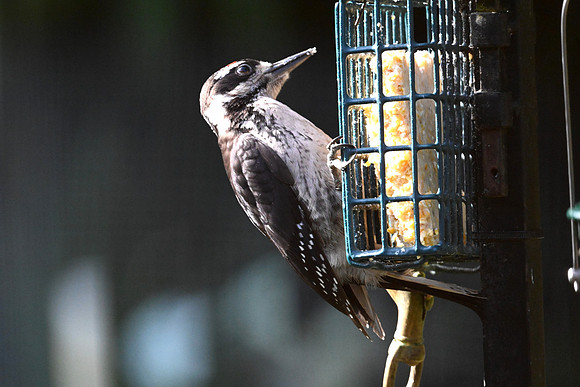 Hairy Woodpecker 2