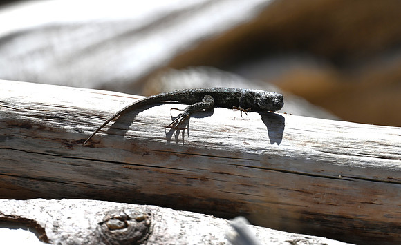 Western Fence Lizard 2